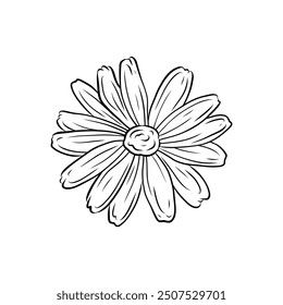 Vector illustration of chamomile flower. Hand drawn chamomile, doodle style. Nature drawing, sketch of a flowering plant. Medicinal plant, healthy drink. Single element