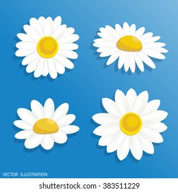 Vector Illustration chamomile flowers. Beautiful white daisy flower isolated. For greeting cards and invitations of wedding, birthday, mother's day and other seasonal holiday