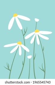 Vector Illustration of Chamomile flowers. Botanical sketch on blue background for design, hand draw illustration in modern style, vector