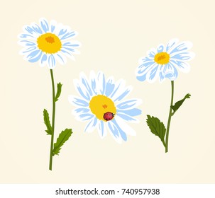 Vector illustration of chamomile with green leaves and ladybug.