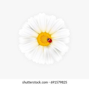 Vector illustration of a chamomile with ladybug, ladybird. Ready objects for your banner, flyer, infographics, poster, website, logo. Beautiful vector chamomile flower with insect on white. 