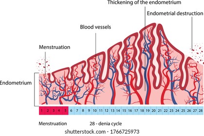 Vector illustration of changes in uterine endometrial destruction. Menstrual cycle.