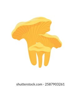 Vector illustration, chanterelle mushroom, isolated on white background.