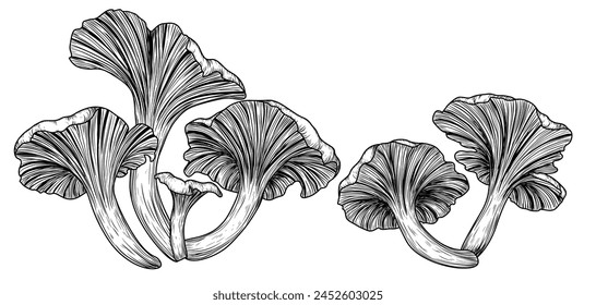 Vector illustration of chanterelle mushrooms in engraving style