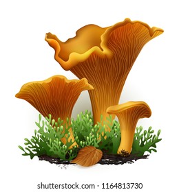 Vector illustration - chanterelle mushrooms set Isolated on white background. EPS 10