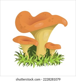 Vector illustration, chanterelle mushrooms set, Isolated, white background. For cards, websites, stickers.
Chanterelle mushroom. Vegetarian fungi chanterelle for food. Nature darner for healthy nutrit