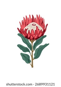 vector illustration cheerful protea vector design
