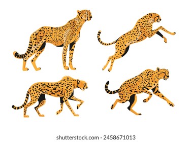 vector illustration of the cheetah animal