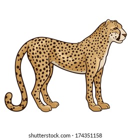 Vector illustration of a cheetah isolated on a white background
