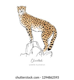 Vector illustration of cheetah standing on dry tree. Hand drawn ink realistic coloured sketching isolated on white. Perfect for logo branding t-shirt coloring book design.