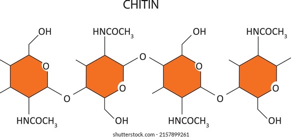 Vector illustration of the chemical structure of Chitin.
