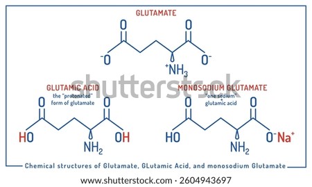 Vector illustration of chemical structures of glutamate, glutamic acid, and monosodium glutamate. Educational diagram. Molecular formulas used in biology, nutrition, and food science contexts.