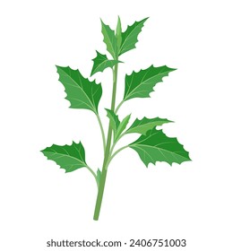 Vector illustration, Chenopodium album, Common names include lamb's quarters, melde, goosefoot, and wild spinach, isolated on white background.