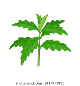 Vector illustration, Chenopodium ambrosioides, also known as pasote leaf, Mexican tea, paiku leaf, epazote, or mastruz, isolated on white background.