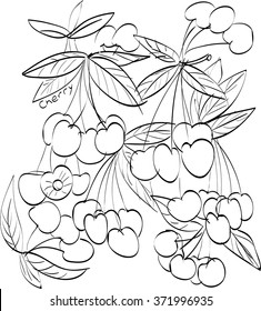 Vector illustration of cherry berries .black and white graphics Linear. Hand drawing. Good for textile design. Nice for coloring books