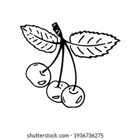 Vector illustration of cherry berries in doodle style on a white isolated background. Drawing for stickers, clothing decor, packaging, printing.