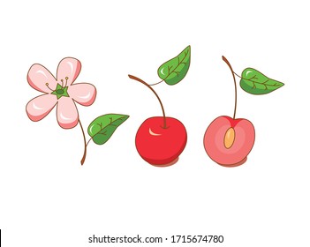 vector illustration, cherry blossom, cherry berry and cut cherry