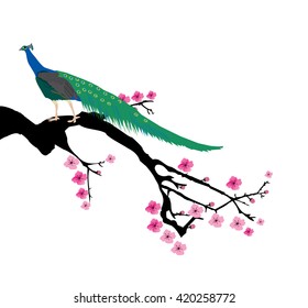 vector illustration of a cherry blossom branch with peacock