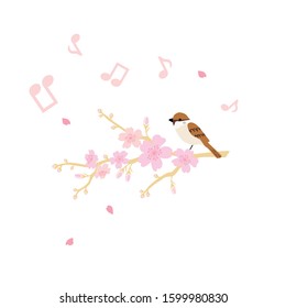 Vector illustration of Cherry blossom  and singing sparrow