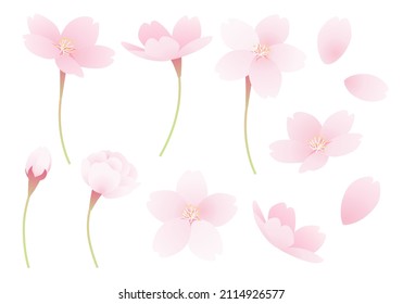 Vector illustration of cherry blossoms