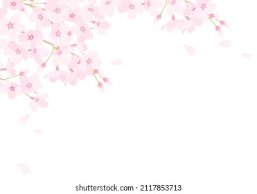 Vector illustration of cherry blossoms