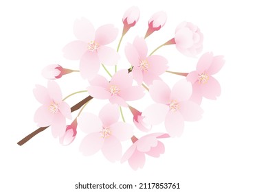 Vector illustration of cherry blossoms