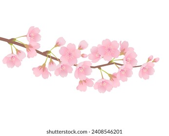 Vector illustration of cherry blossoms