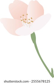 Vector illustration of cherry blossoms