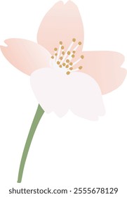 Vector illustration of cherry blossoms