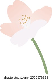 Vector illustration of cherry blossoms