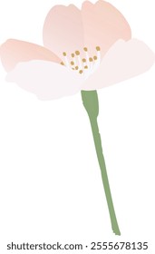 Vector illustration of cherry blossoms