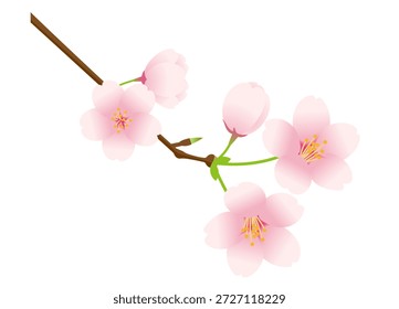 Ilustración vectorial de cerezos en flor en una rama. Ilustración vectorial sobre fondo blanco.