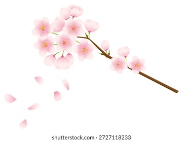 A vector illustration of cherry blossoms blooming on branches and falling petals. Vector illustration on a white background.