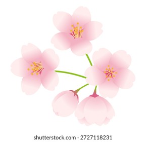 Ilustração vetorial de flores e botões de cerejeira. Ilustração vetorial em um fundo branco.