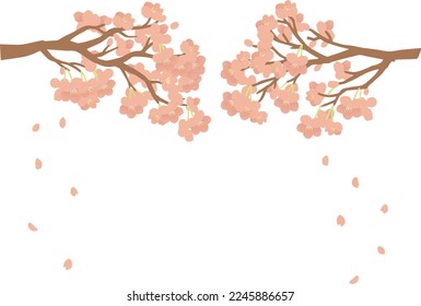 Vector illustration of cherry blossoms in full bloom