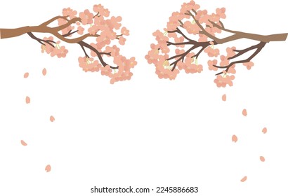 Vector illustration of cherry blossoms in full bloom