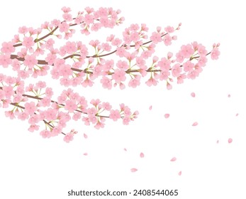 Vector illustration of cherry blossoms in full bloom