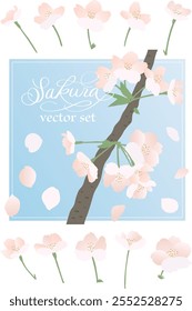 Vector illustration of cherry blossoms and petals