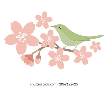 Vector illustration of cherry blossoms and warblers