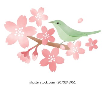 Vector illustration of cherry blossoms and warblers in watercolors
