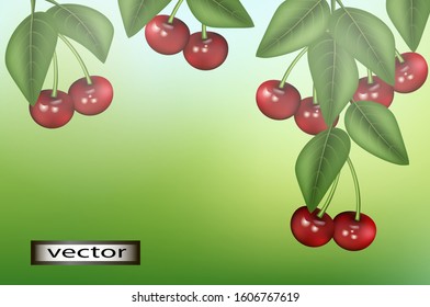 Vector illustration cherry branch natural background as red cherry berries grow on a tree in green leaves