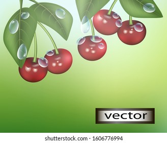 Vector illustration cherry branch natural background after rain red cherry berries grow on a tree in green leaves in dew drops
