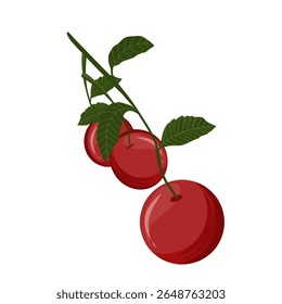 Vector illustration of cherry fruit,cherries with leaves,sweet dessert,cherry with stem