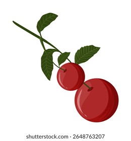 Vector illustration of cherry fruit,cherries with leaves,sweet dessert,cherry with stem