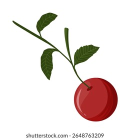 Vector illustration of cherry fruit,cherries with leaves,sweet dessert,cherry with stem
