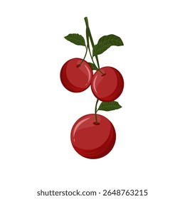 Vector illustration of cherry fruit,cherries with leaves,sweet dessert,cherry with stem