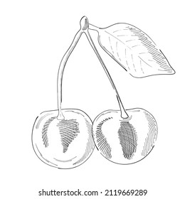 Vector illustration of Cherry in graphic style isolated on white background. Sketch ink vintage lemon illustration, draft silhouette drawing. Food graphic etching design.