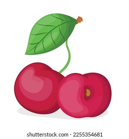 Vector illustration of cherry isolated on white background, cherry with leaves, half cherry, piece of cherry isolated