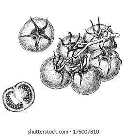 vector illustration cherry tomato attributes eps 8 ink pen drawing