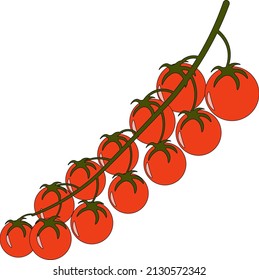 Vector illustration of cherry tomatoes. Hand drawn vegetarian food. 